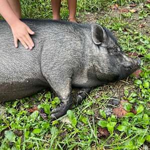Friendly pig that liked his belly rubbed