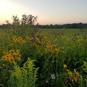 5 acre wildflower prairie