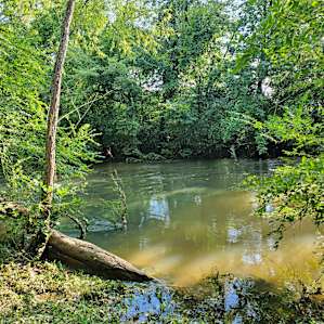 Webb Woods