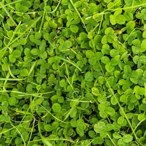 Can you find the four leaf clover?