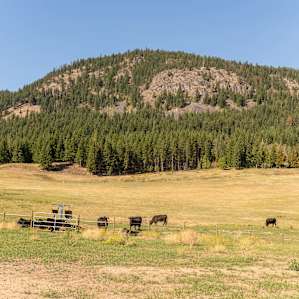 Cows are also available for your viewing pleasure.