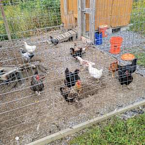 Farm Animal Rescue - The Greenhouse