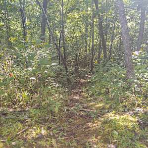 Hiking paths are located throughout the property