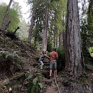 Redwood Terrace