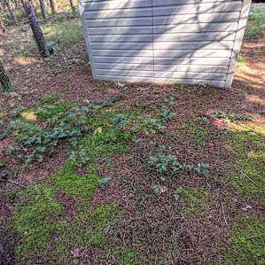 Trash/storage in woods