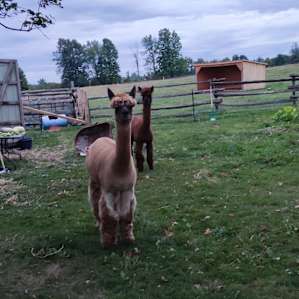 Byrin’s Memorial Farm