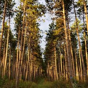 The Forest at Laurenwood Farm
