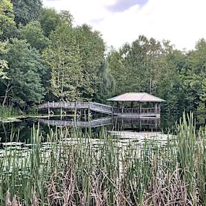 Cypress - (by the bathhouse)