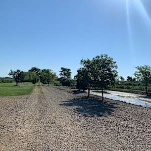 Pond