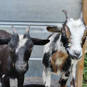 Best goats ever!!!