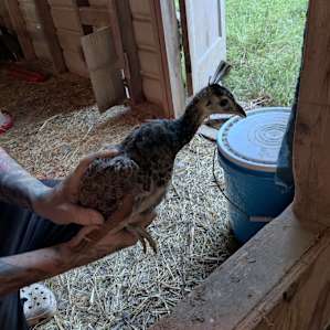 WelcomeHomestead Farm Rv camping