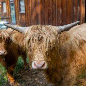 Roc, one of 2 rescued highland cattle they have on the property