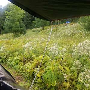 lovely field
