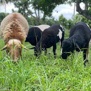 Some of the goats