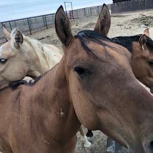 Home on the Range