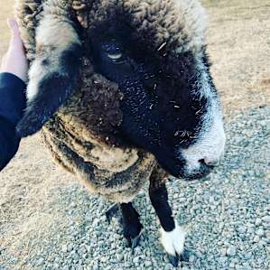 A sweetly that loved attention
