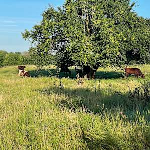 Serenity Fields Farm