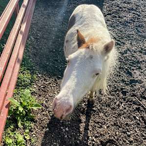 Serenity Fields Farm