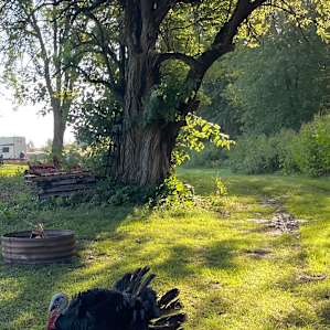 Serenity Fields Farm