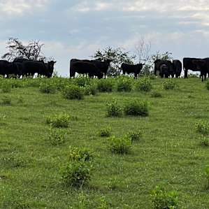 Periwinkle Branch Family Farm