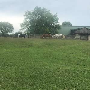 Countryside horse farm