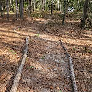Wolff Woods
