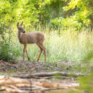 Morning Deer.