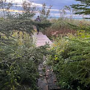 Boardwalk to the lake