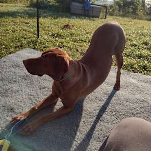 Odin doing yoga!