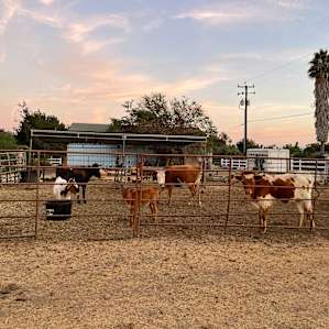 McGrady Livestock Roping Arena