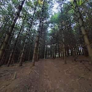 Lovely white pine forest on the property.