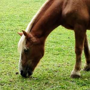 Farm Living at a Quiet Horse Rescue