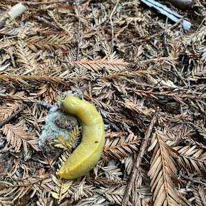 The kids found a banana slug right outside the cabin in the morning.