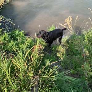 Swimming- our lab was in heaven
