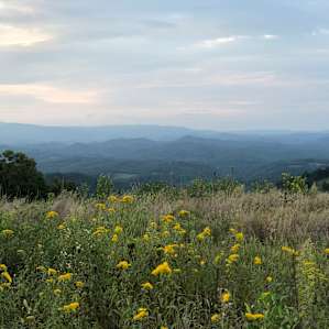 Wildflowers in the fore ground and mountains for miles.