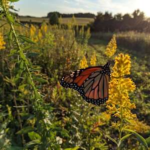 Dozens of monarchs out this morning