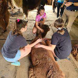 Llama Paradise at Lower Sherwood