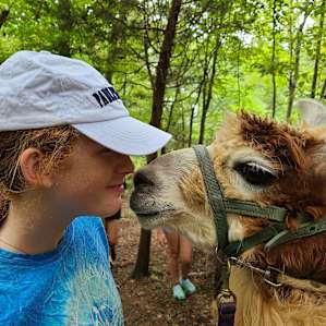 Llama Paradise at Lower Sherwood