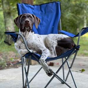 Great place to bring dogs