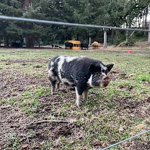 My new best friend, Kevin Bacon ( maybe soon to be bacon?)