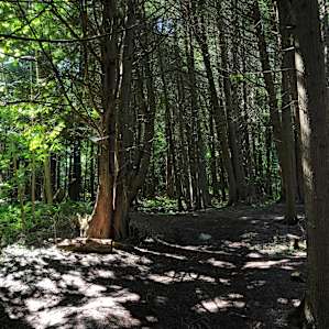 Saugeen Riverside Sites