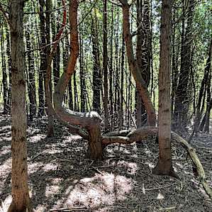 Magical tree next to the campsite