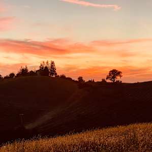 Sunsets over vineyards.