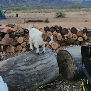 Happy Farm - Bush Camp with a view