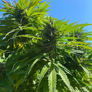 Regenerative Earth Camp 420