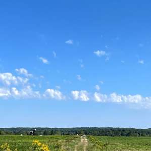 looking toward the farmhouse from site 4. about a 10 minute walk along this road then another 5 minutes to the big oak