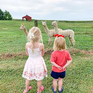 Pine Row Farm Experience RV Style