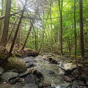On our hike in the forest