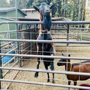 There were goats and horses on the ranch.