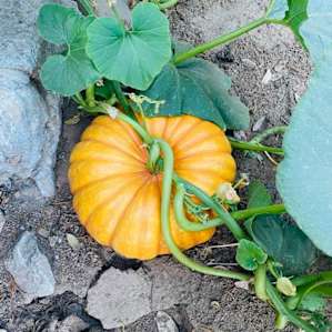 Cinderella pumpkin growing on the ranch.